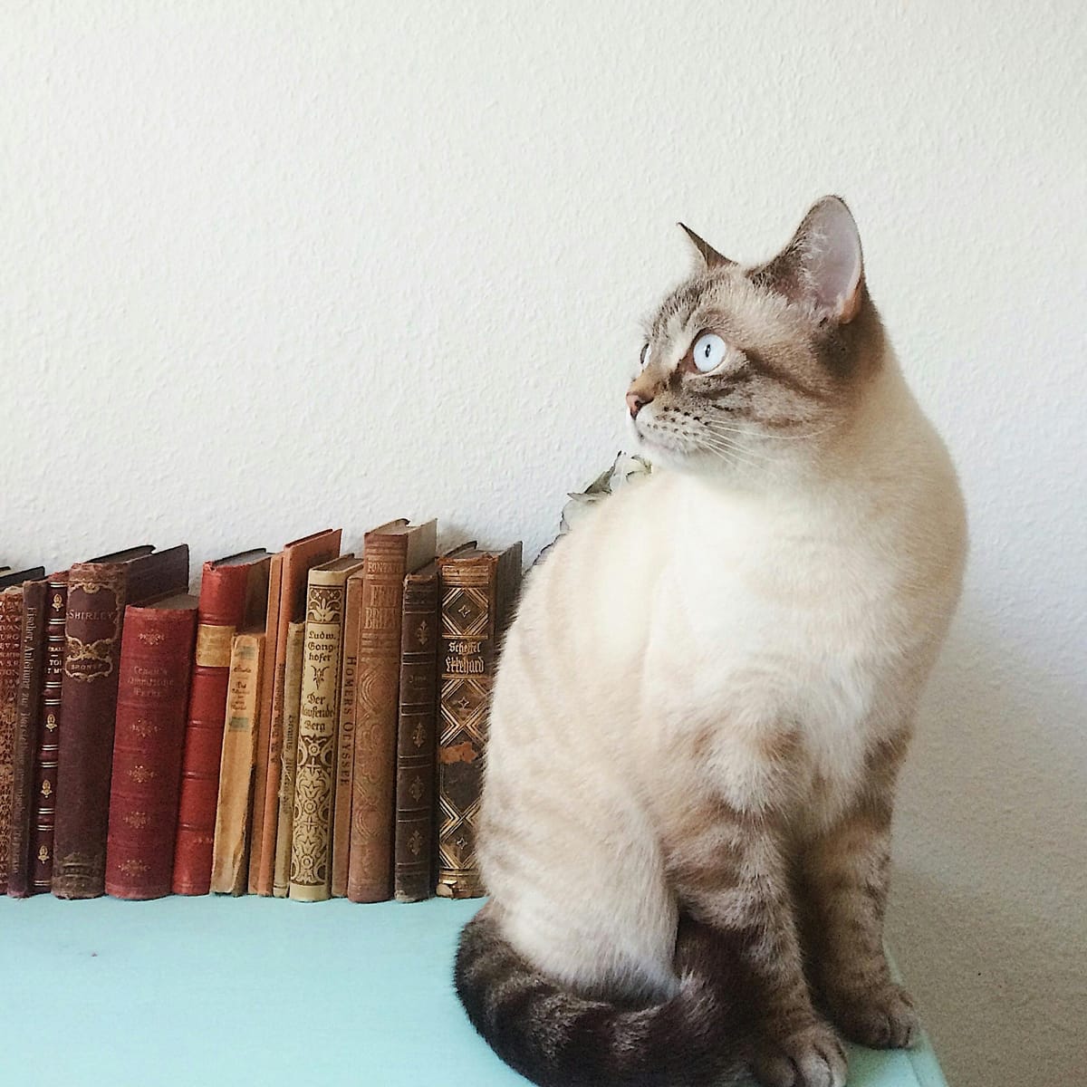 ศศลักษณ์ ไหประโคน avatar